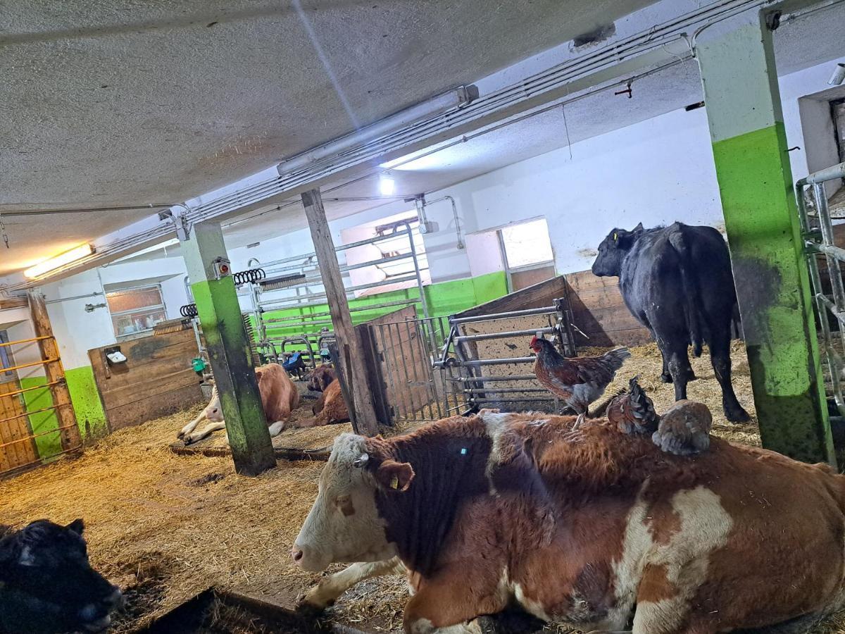 Kamp Erlebnisbauernhof Gutschi Ranch מראה חיצוני תמונה